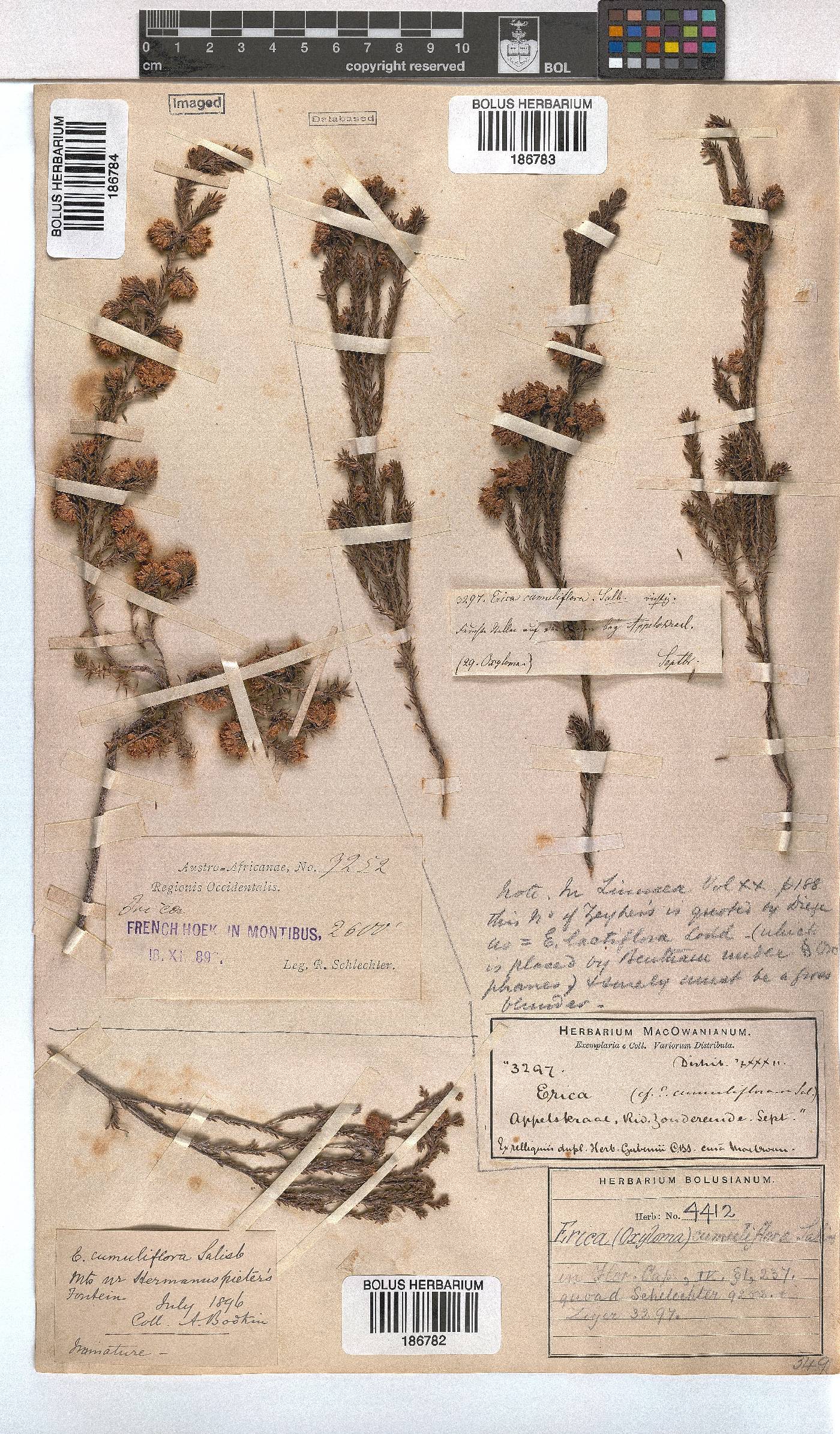 Erica cumuliflora image