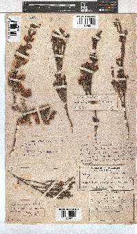 Erica cumuliflora image