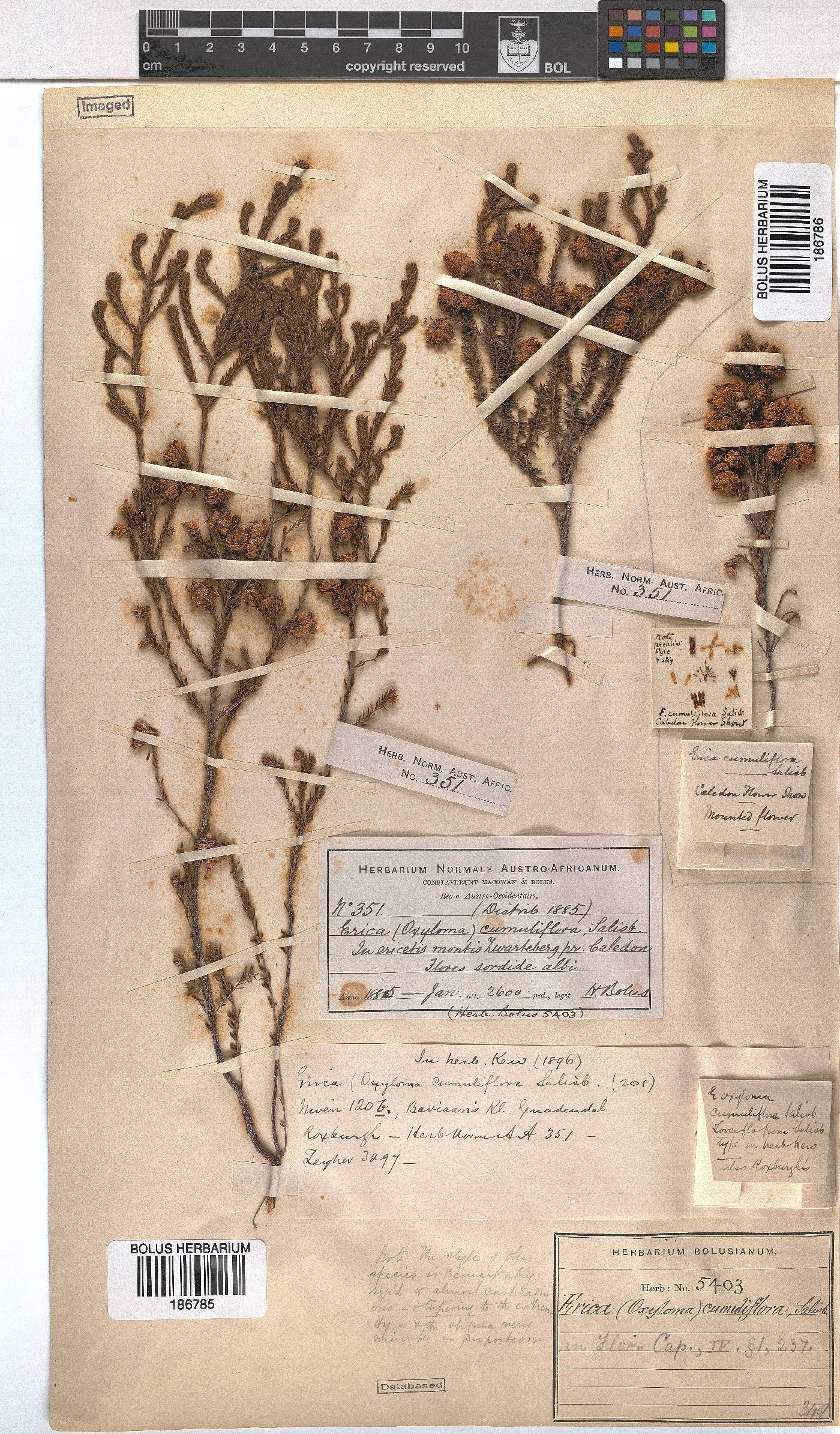 Erica cumuliflora image