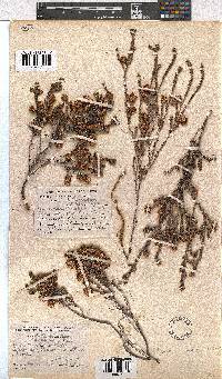 Erica cumuliflora image