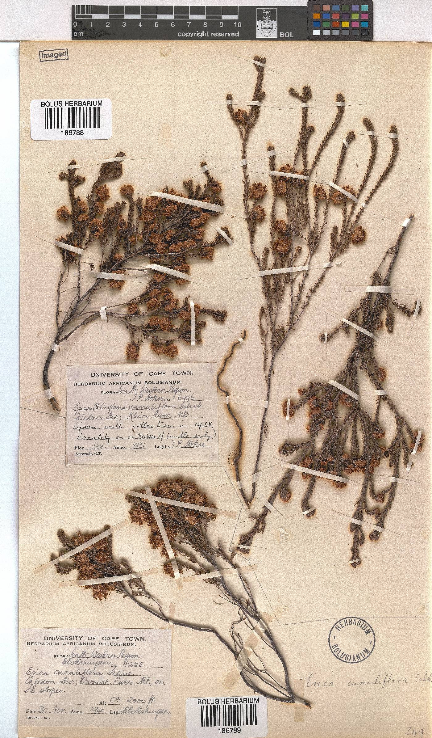 Erica cumuliflora image