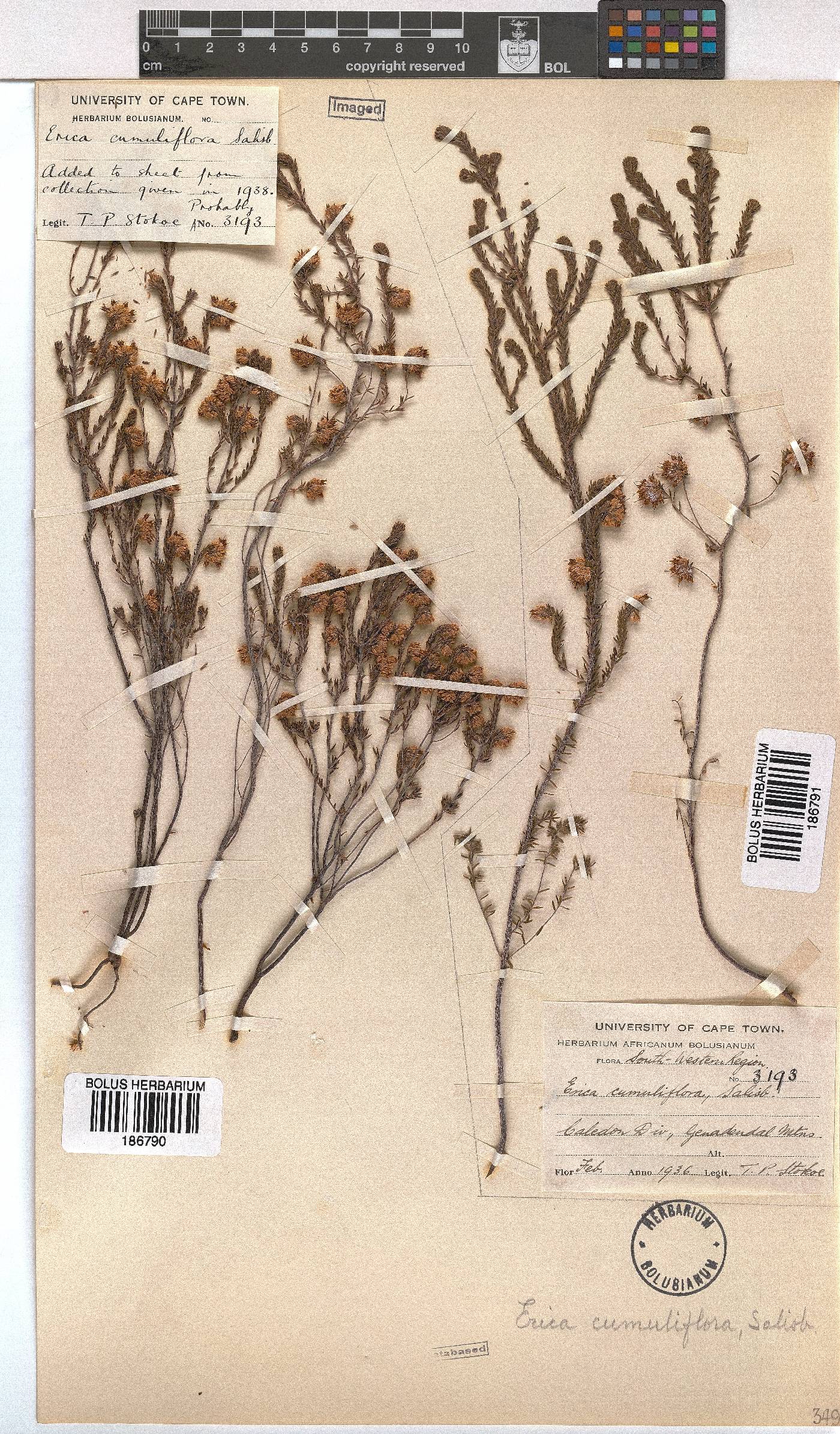 Erica cumuliflora image