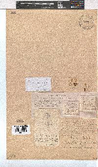 Erica cumuliflora image