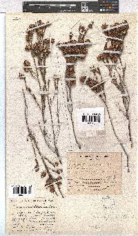 Erica cumuliflora image