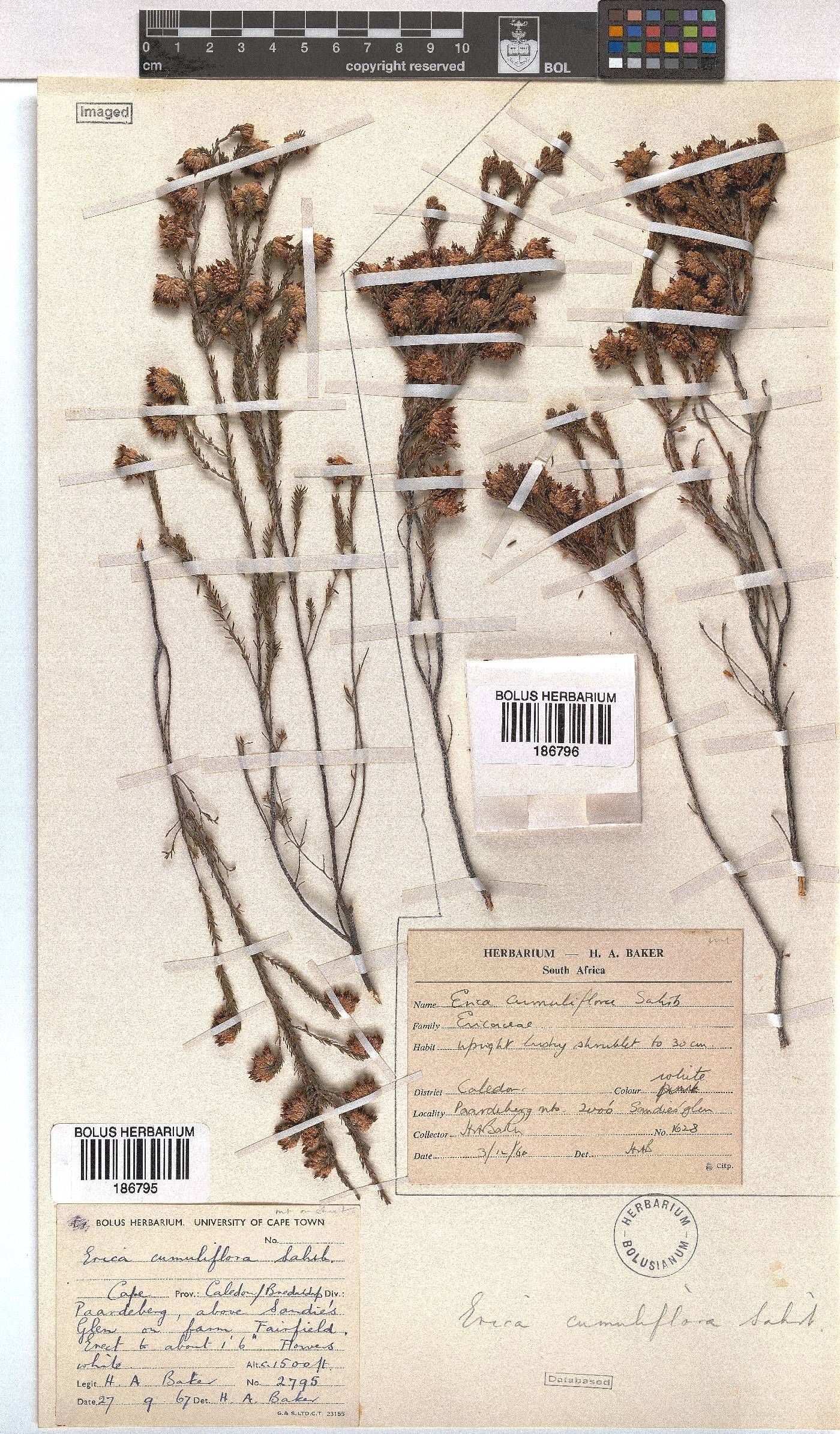 Erica cumuliflora image