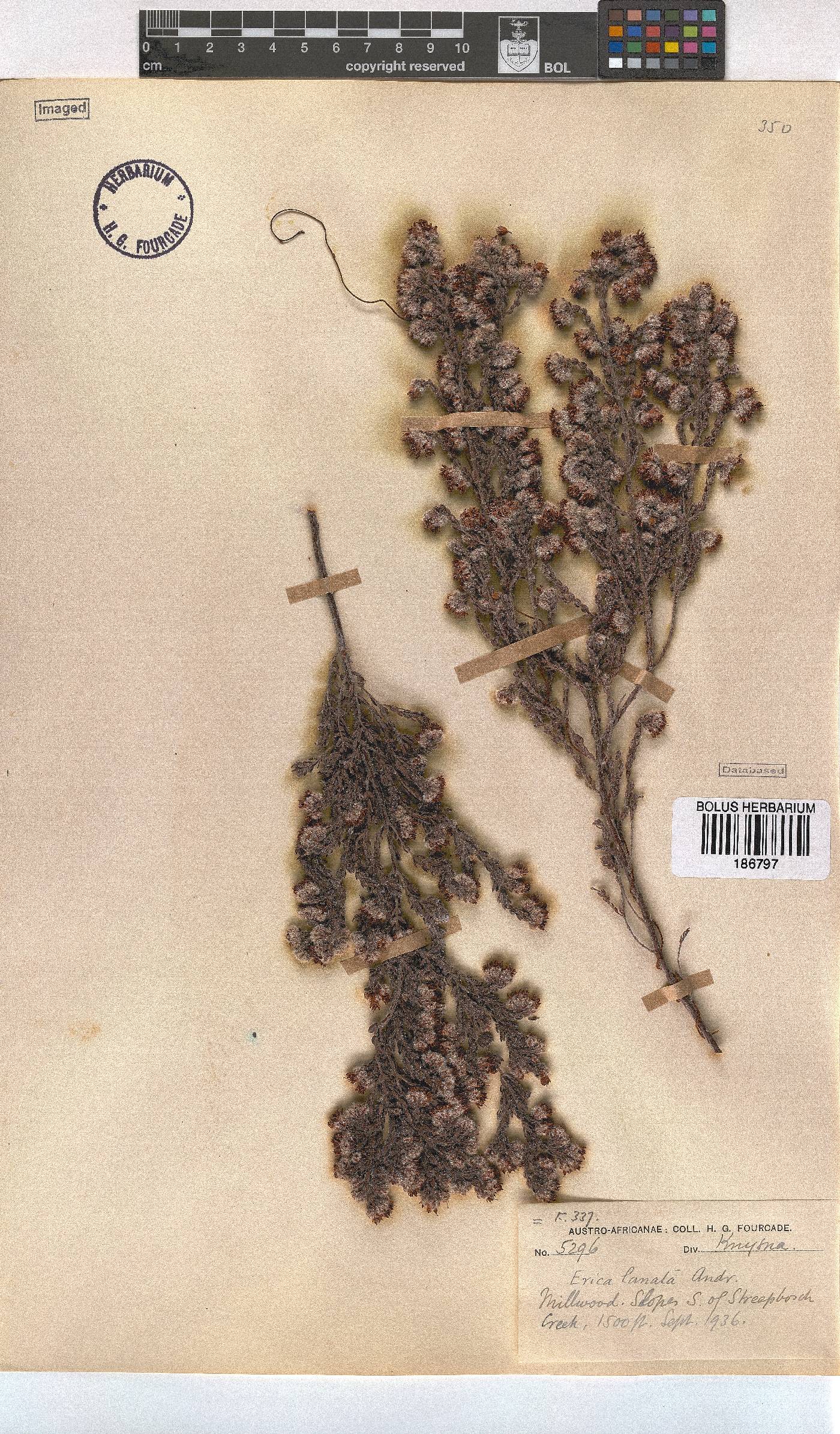 Erica lanata image