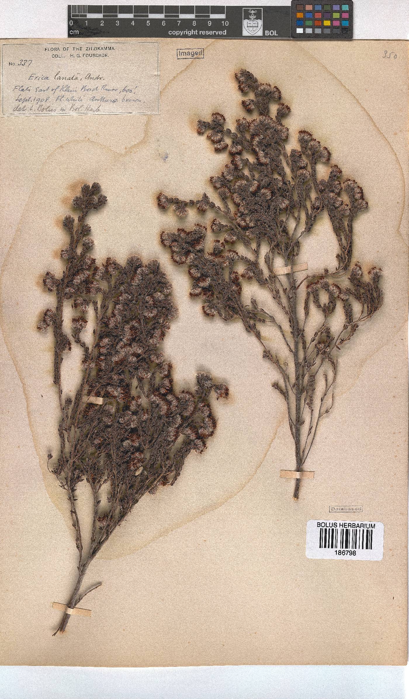Erica lanata image