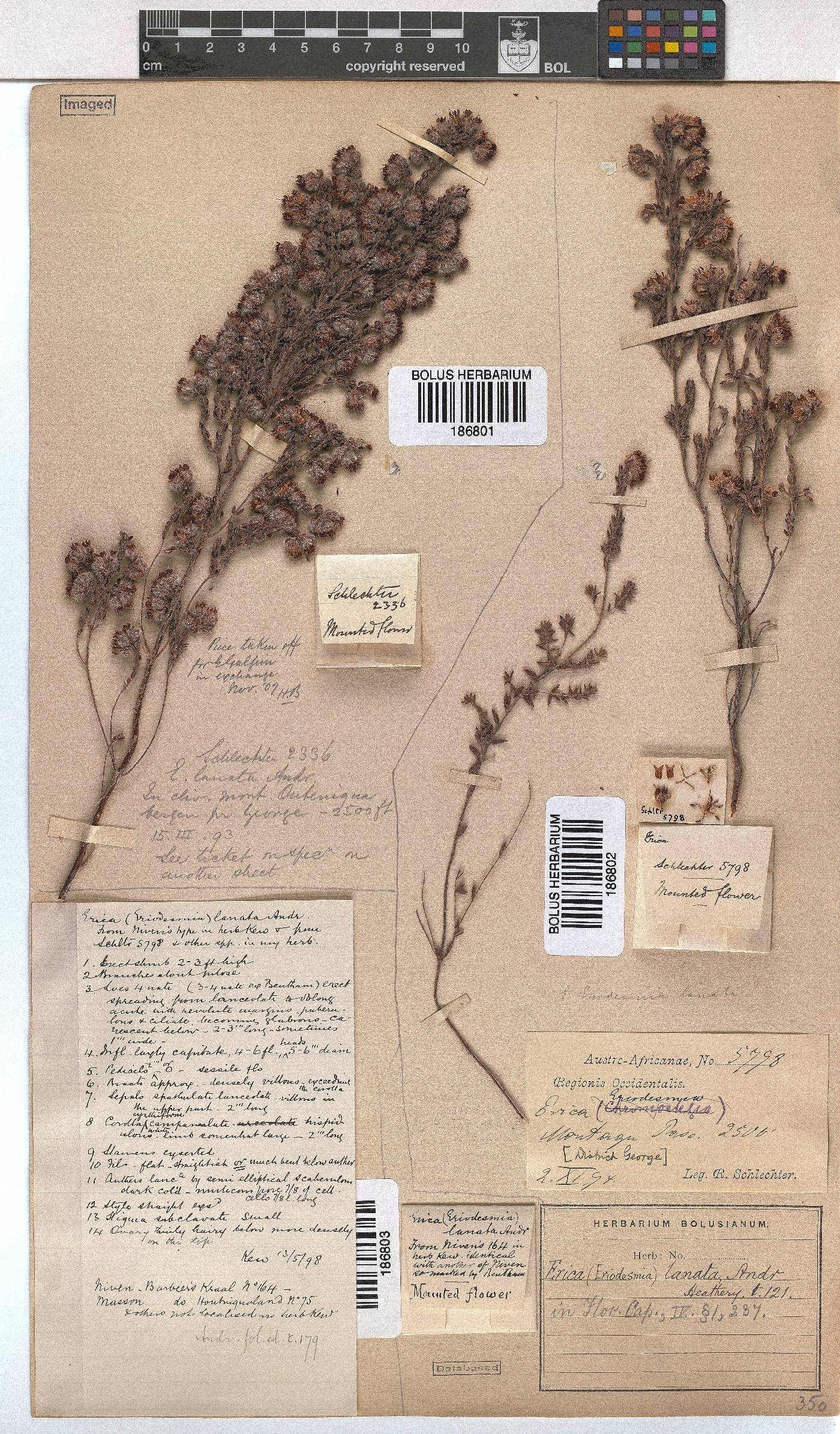 Erica lanata image