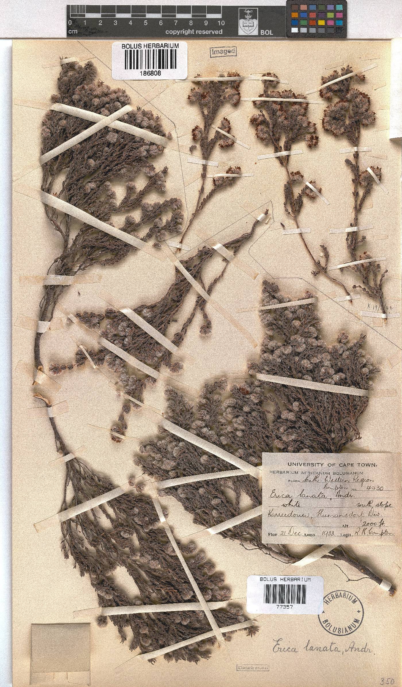 Erica lanata image