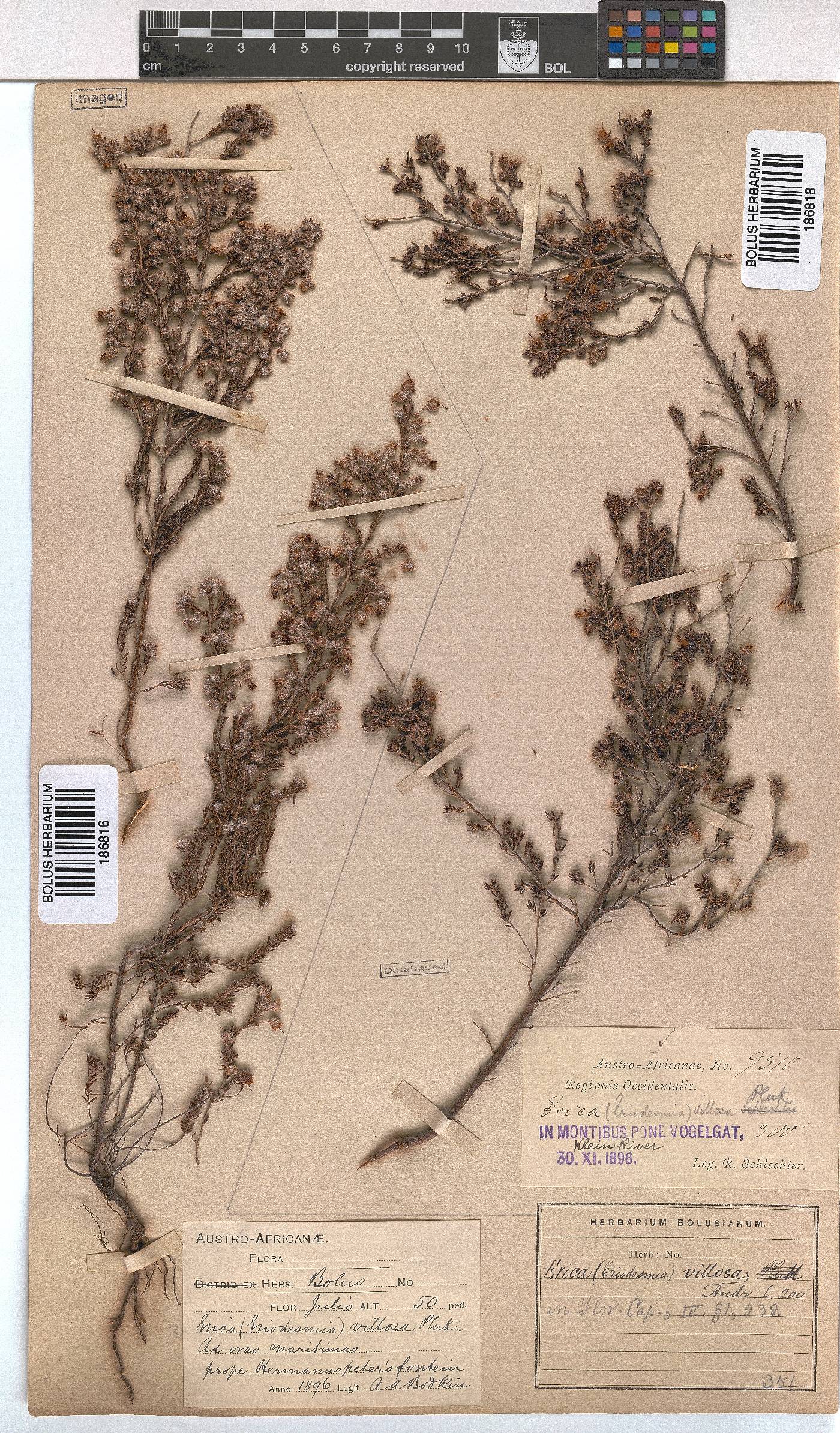 Erica villosa image