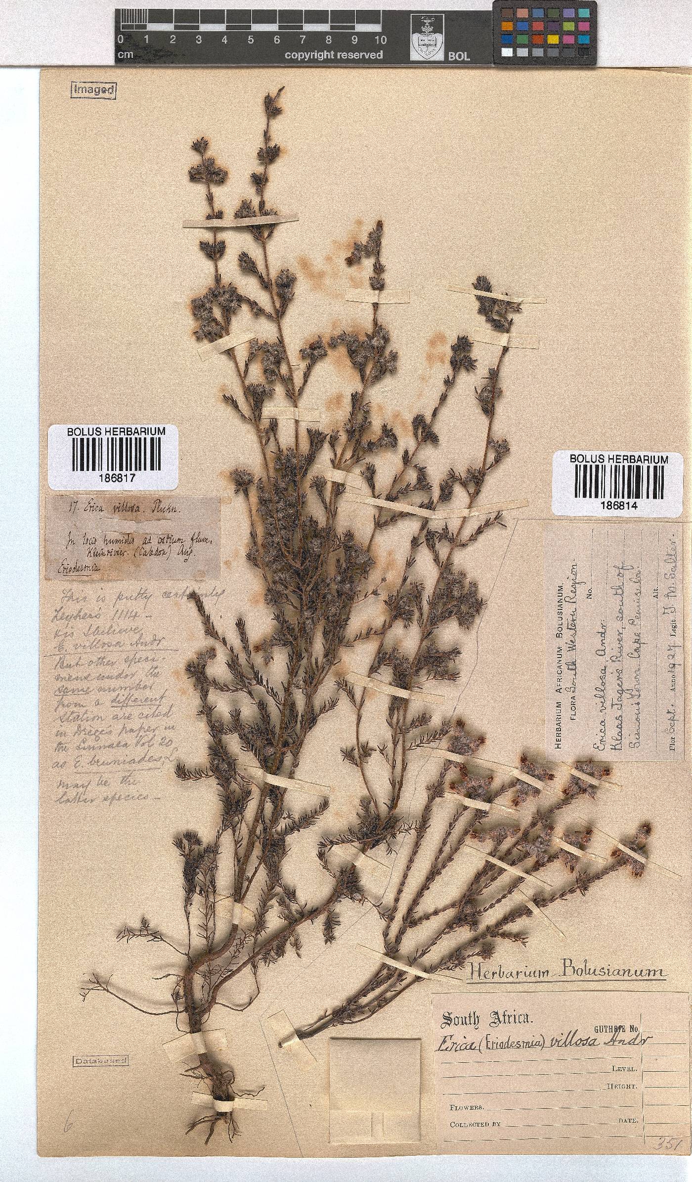 Erica villosa image
