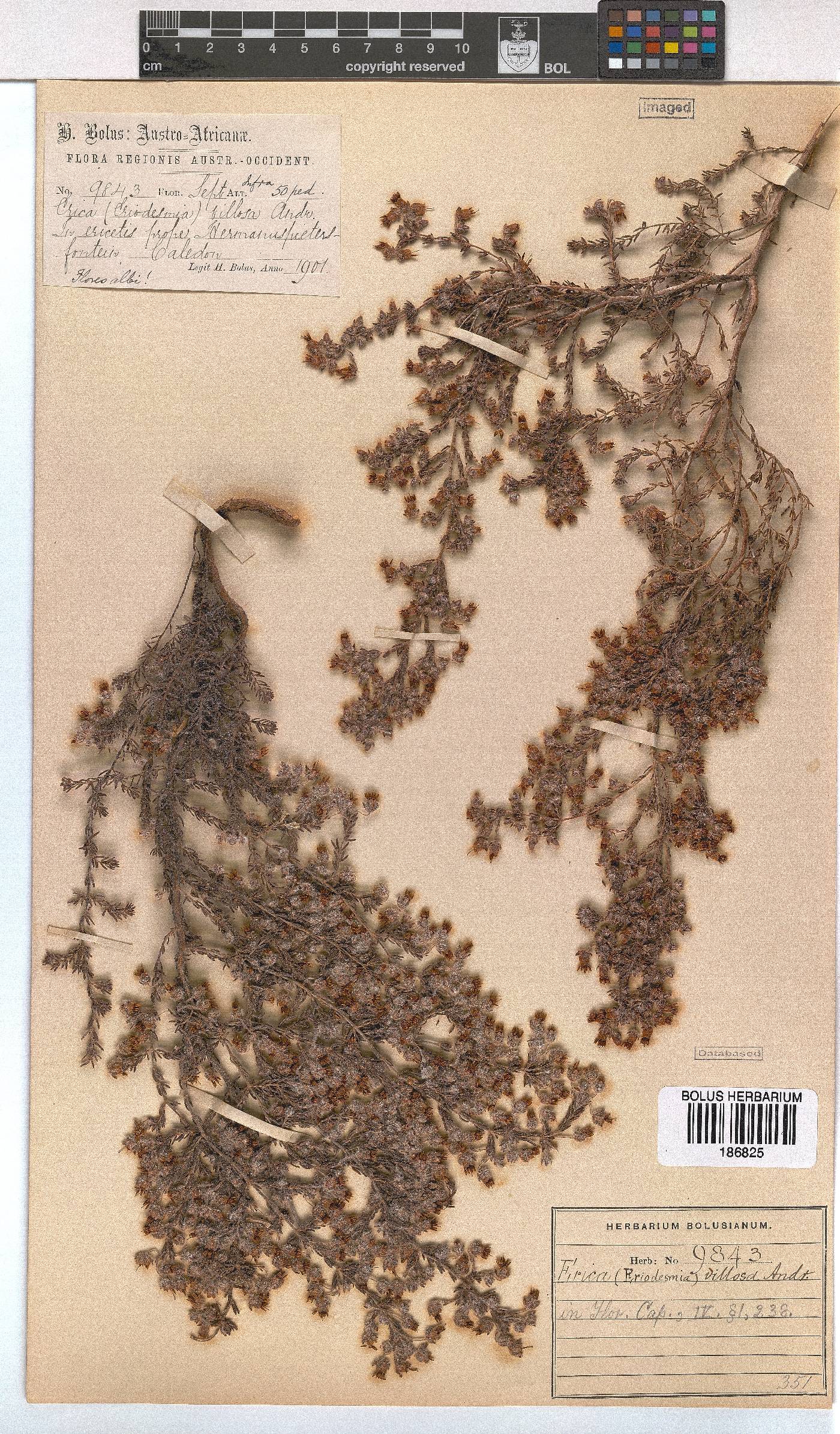 Erica villosa image