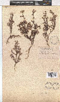 Erica bruniades image