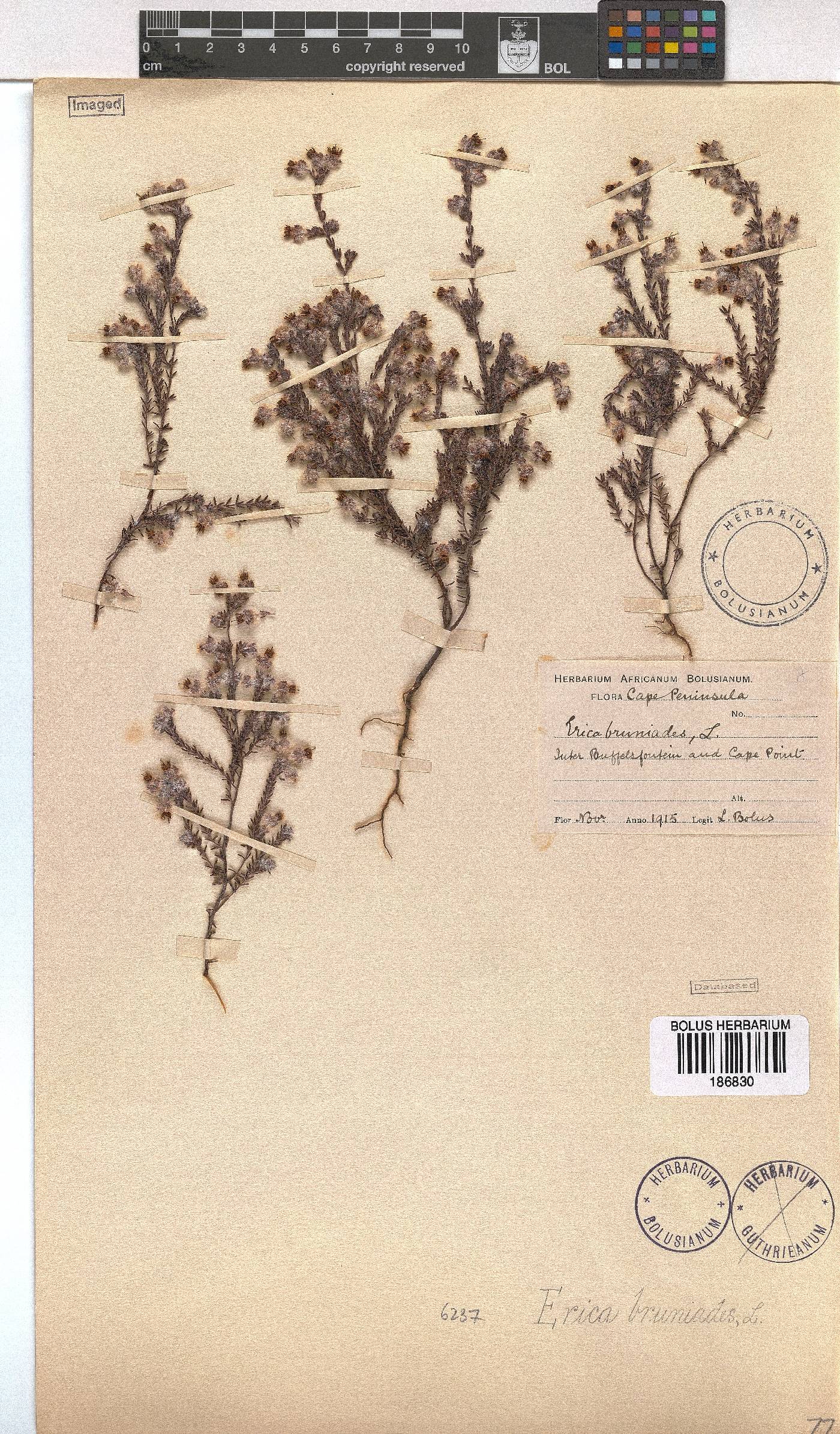 Erica bruniades image