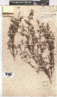 Erica bruniades image