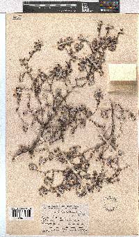 Erica bruniades image