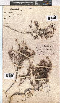 Erica bruniades image