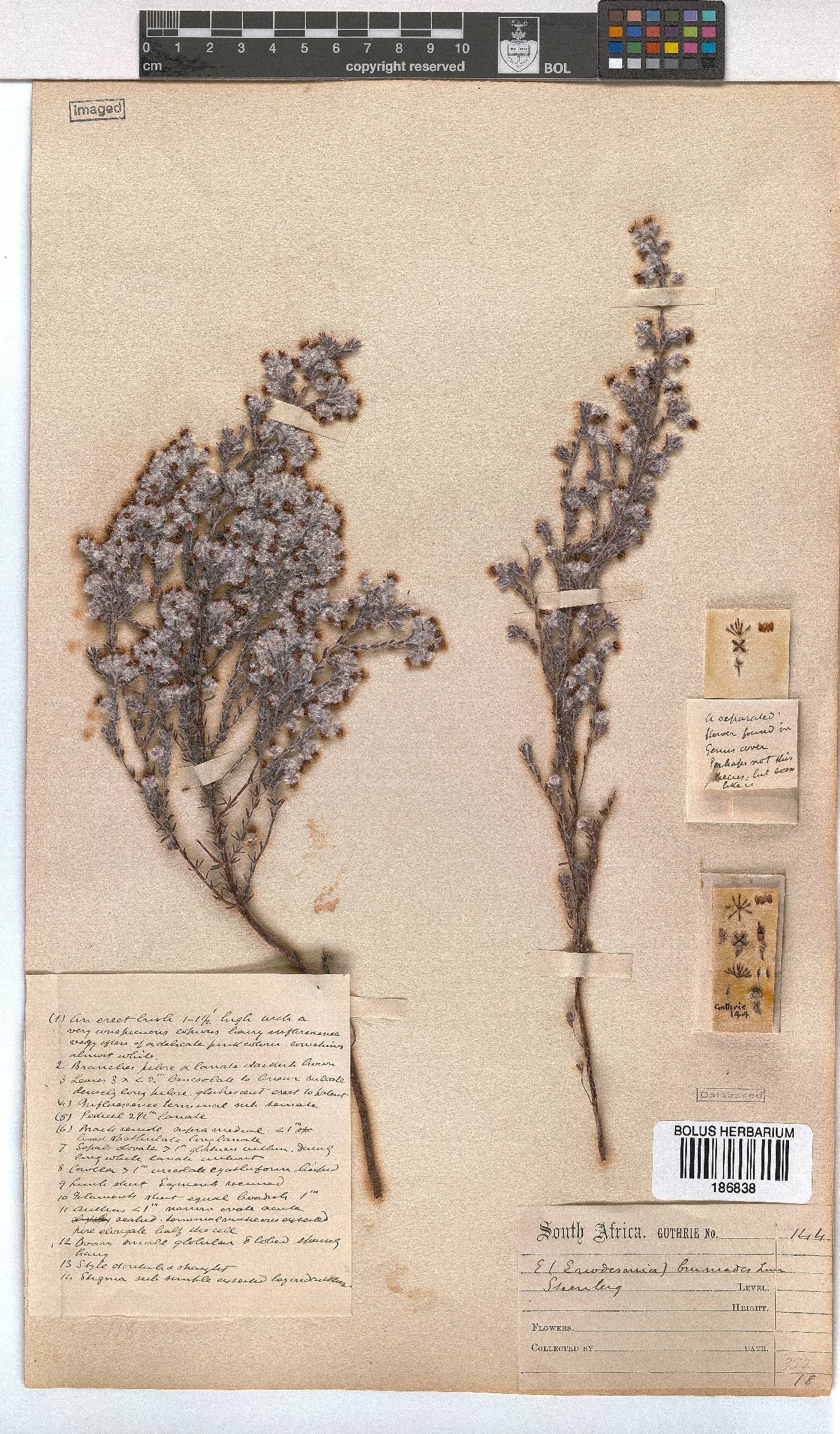 Erica bruniades image