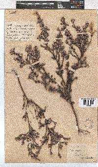 Erica bruniades image