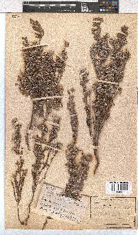 Erica bruniades image