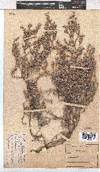 Erica bruniades image