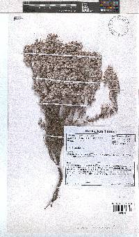 Erica bruniades image