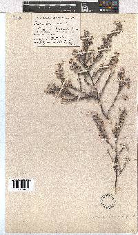 Erica bruniades image