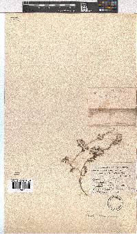 Erica bruniades image