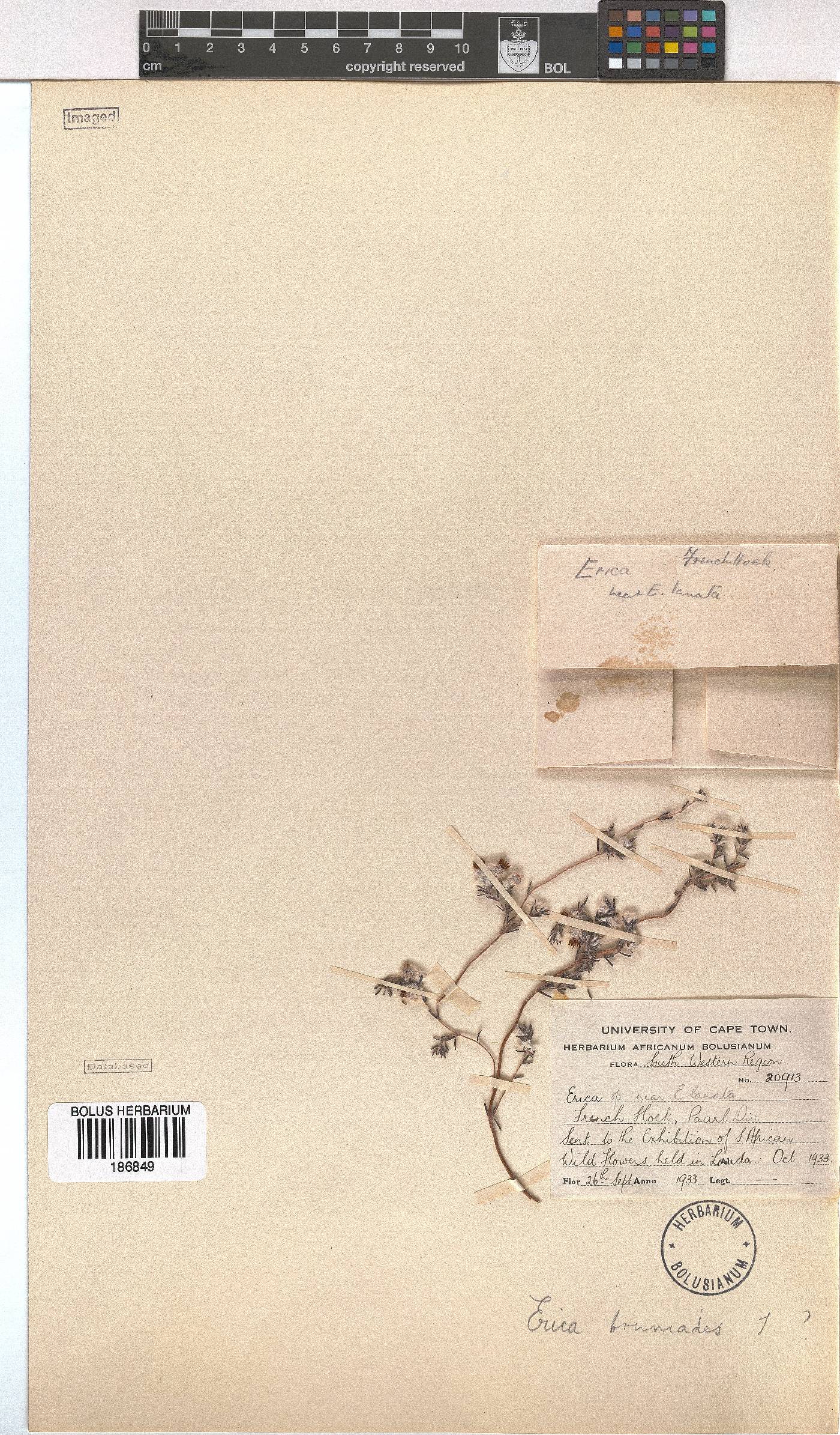 Erica bruniades image