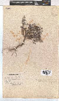 Erica bruniades image