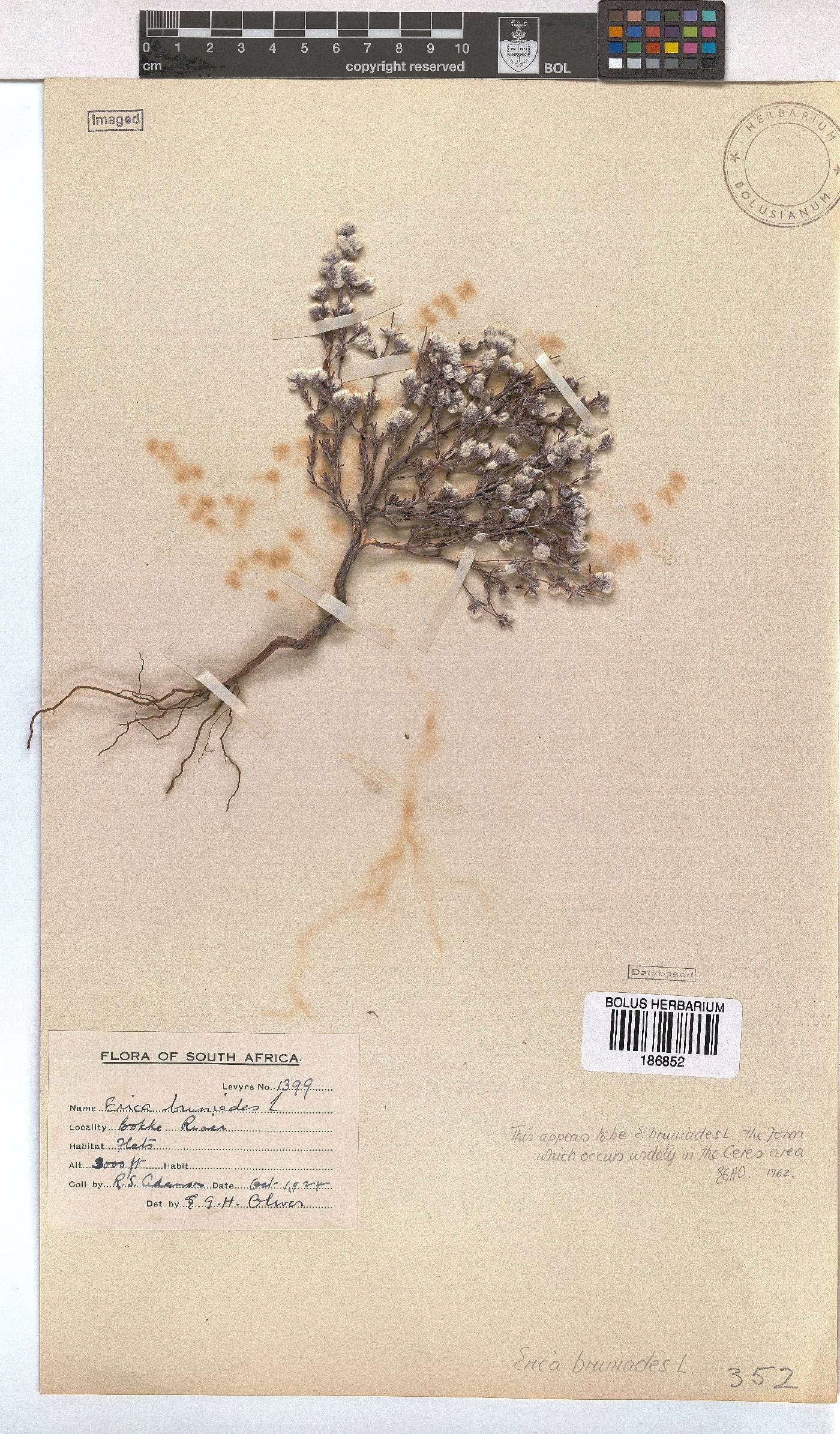 Erica bruniades image