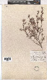 Erica bruniades image