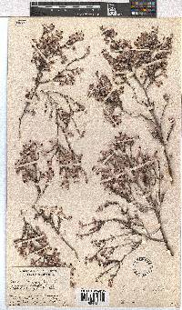 Erica bruniades image