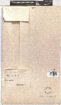 Erica bruniades image