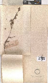 Erica bruniades image