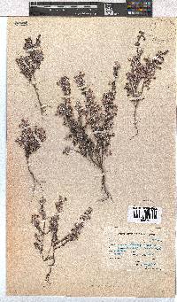 Erica bruniades image