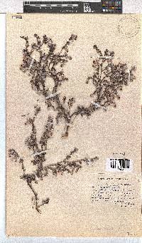 Erica bruniades image