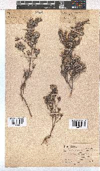 Erica bruniades image