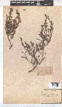 Erica bruniades image