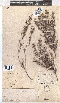 Erica bruniades image