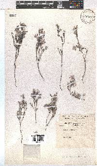 Erica bruniades image