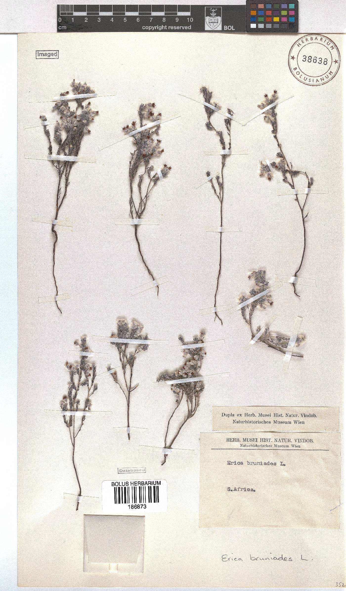 Erica bruniades image