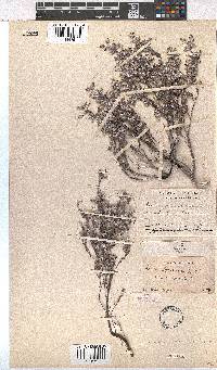 Erica bruniades image