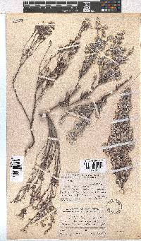 Erica bruniades image