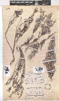 Erica bruniades image