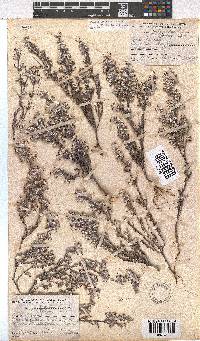 Erica bruniades image