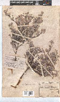 Erica bruniades image