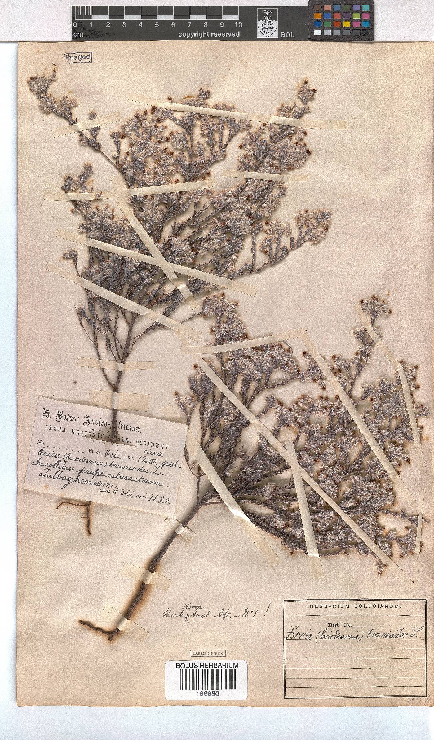 Erica bruniades image