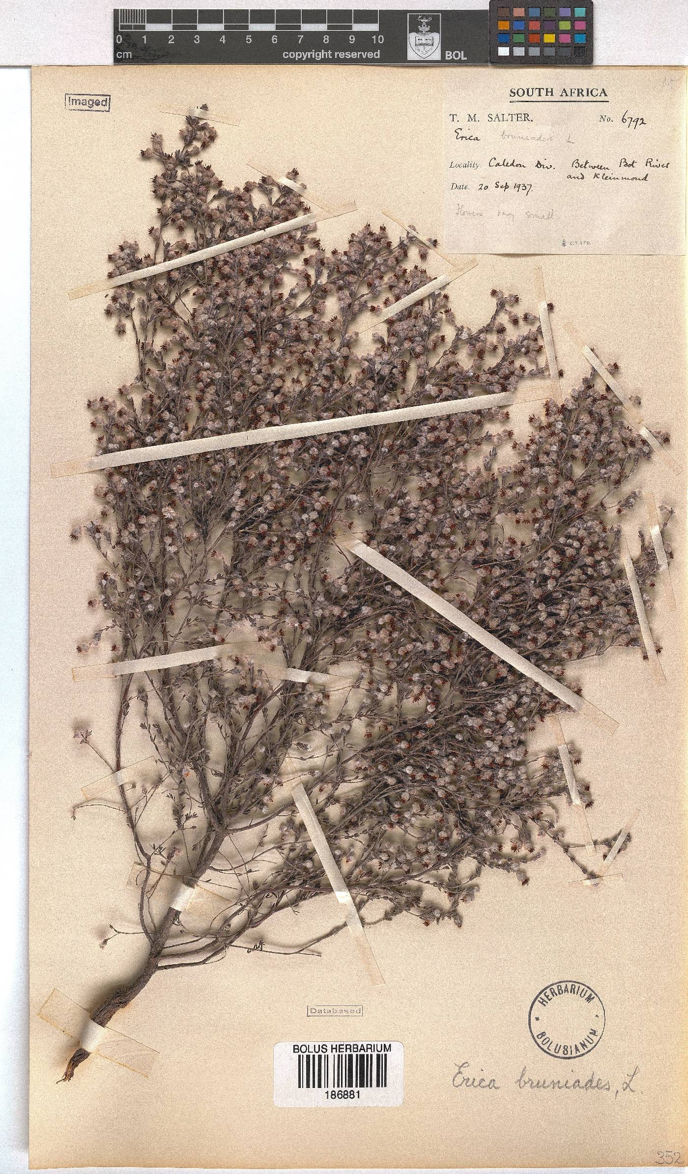 Erica bruniades image