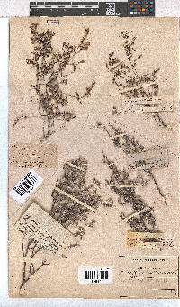 Erica bruniades image